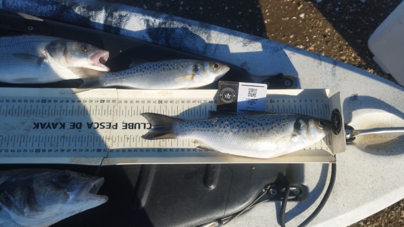 Fish Measure Picture